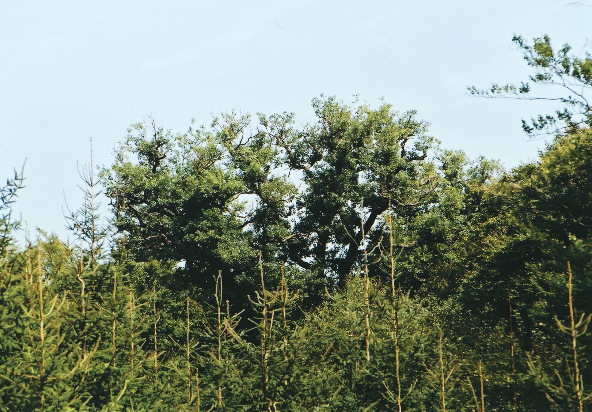 Mykorrhiza